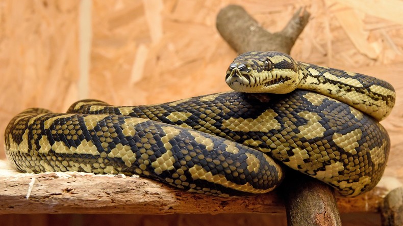 Python verschlingt Frau in Indonesien – Leiche aus Schlange herausgeschnitten [FOTO] 