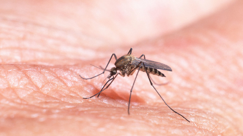 West-Nil-Virus bei Mücken in Tschechien nachgewiesen