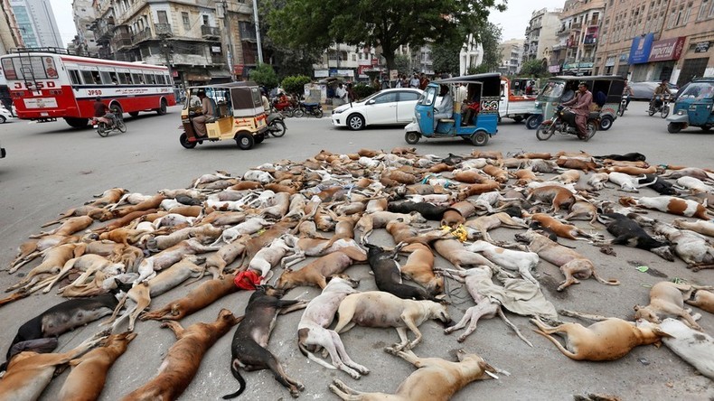 Fake News: Bild von getöteten Hunden in Russland stammt eigentlich aus Pakistan