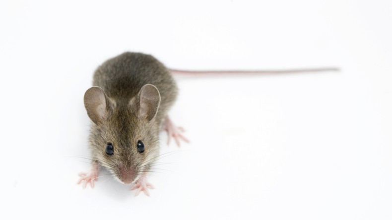 Teures Abendessen: Mäuse fressen Geldscheine im Wert von fast 16.000 Euro in Indien auf 