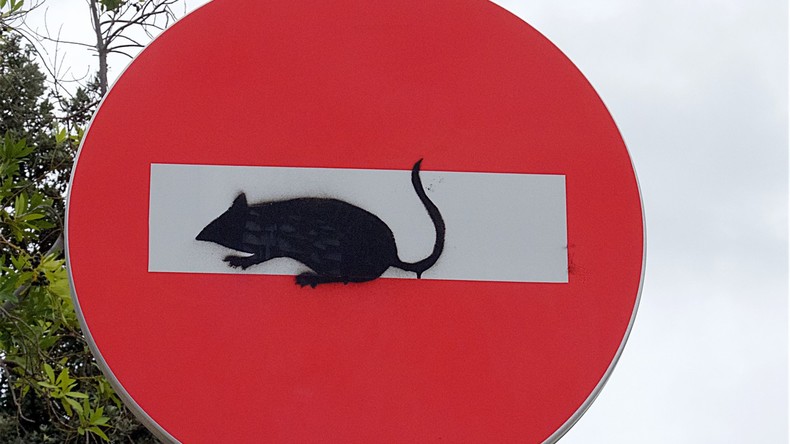 "Sie sind so groß wie Katzen!" Schwedische Stadt von Ratten-Seuche befallen 