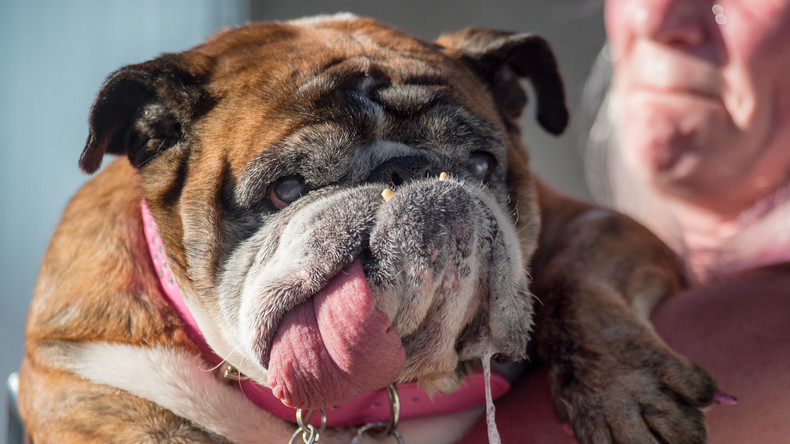 Hässlichster Hund der Welt: Tierschützer verleihen Bulldogge Zsa Zsa Ehrentitel - für guten Zweck