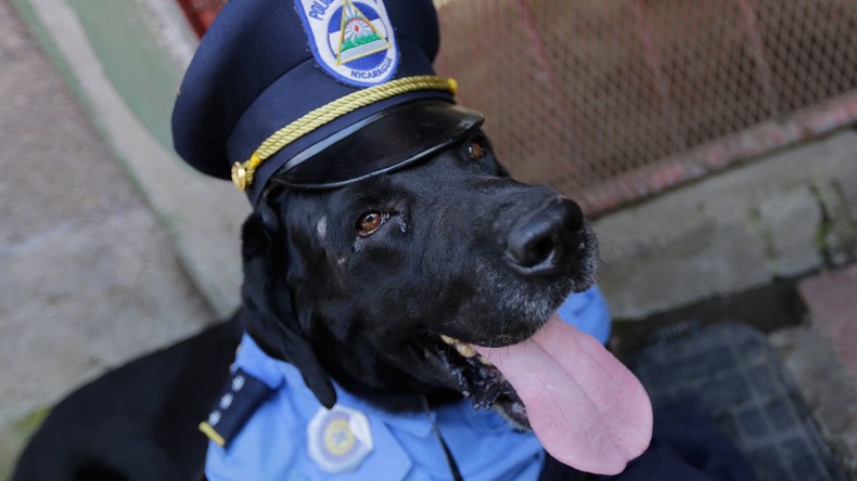 Dein privater Schutzengel: Polizeihund führt Herzdruckmassage beim Wiederbelebungstraining durch