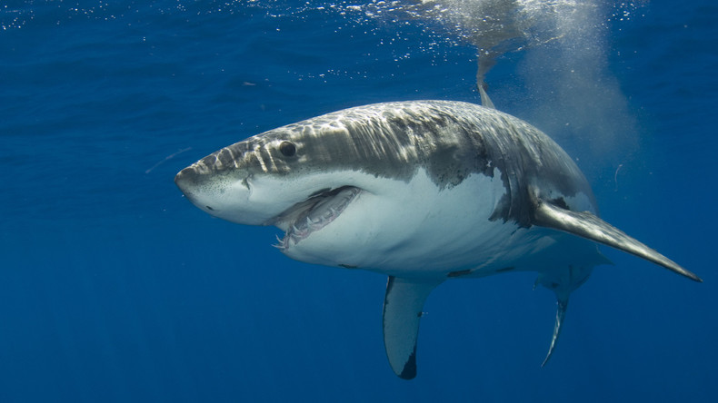 Weißer Hai nahe der Baleareninseln entdeckt - erstmals seit 30 Jahren 