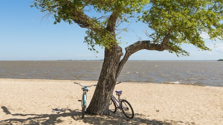 Verführung war zu groß: Dieb sägt Baum ab, um teures Fahrrad zu stehlen
