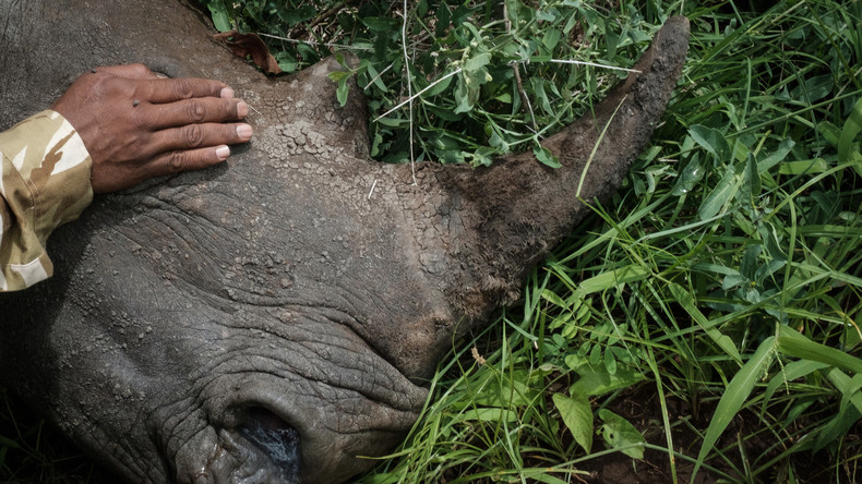 Wilderer töten Nashorn wegen eines Zentimeters Horn – Vier Jungtiere verwaist