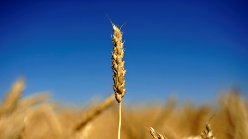 Existenz bedroht: Ernteausfälle machen deutschen Landwirten zu schaffen