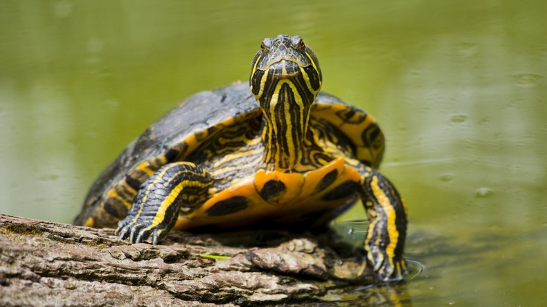 Ausgebüxte Schildkröte kehrt nach drei Jahren zu Besitzer zurück