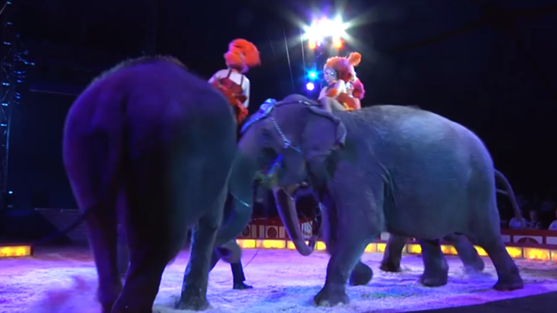 Osnabrück: Zirkus-Vorstellung geht schief – Elefant stürzt und fällt fast ins Publikum 