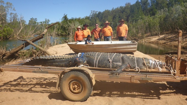Nach acht Jahren Jagd unschädlich gemacht: Australische Förster fangen 600-Kilo-Krokodil