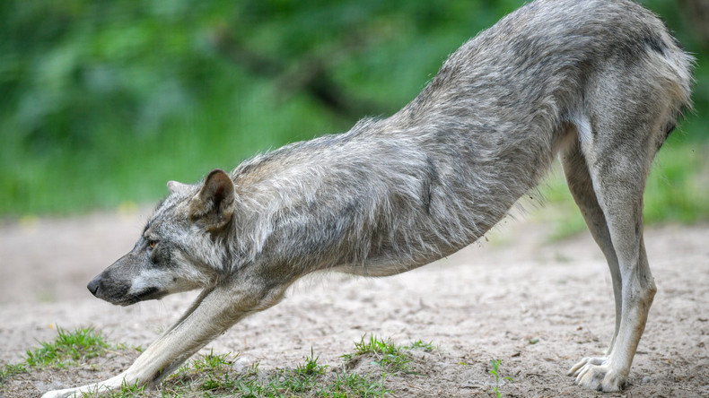Plastikmüll im Wald: Wolf steckt mit Kopf in Behälter fest – Jugendliche retten Tier kurz vor Tod