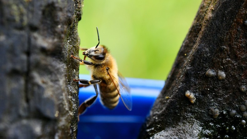 LKW voller Bienen von Auto gerammt – genervte Insekten machen den Unfallort zur Hölle