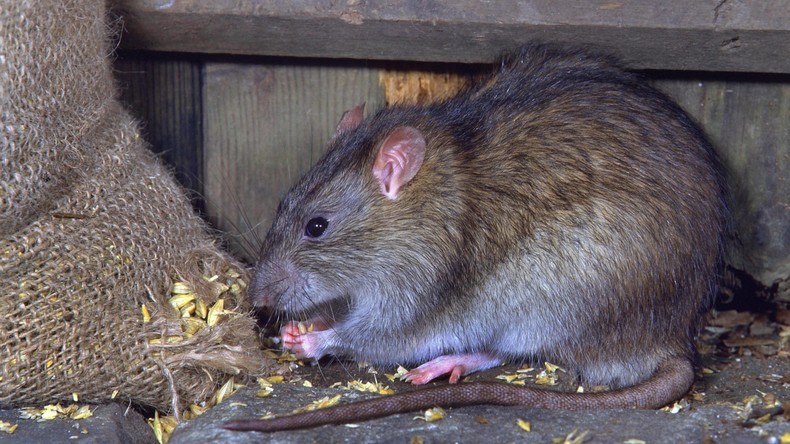 Spaßverderberin: Ratte treibt "Dornröschen"-Besucher unsanft aus dem Ballett 