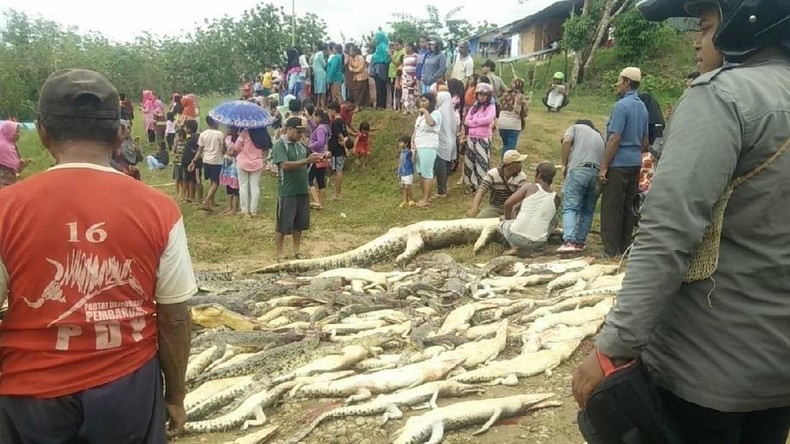 Blutige Rache an Krokodilen: Dorfbewohner schlachten 292 Tiere ab [FOTOS]