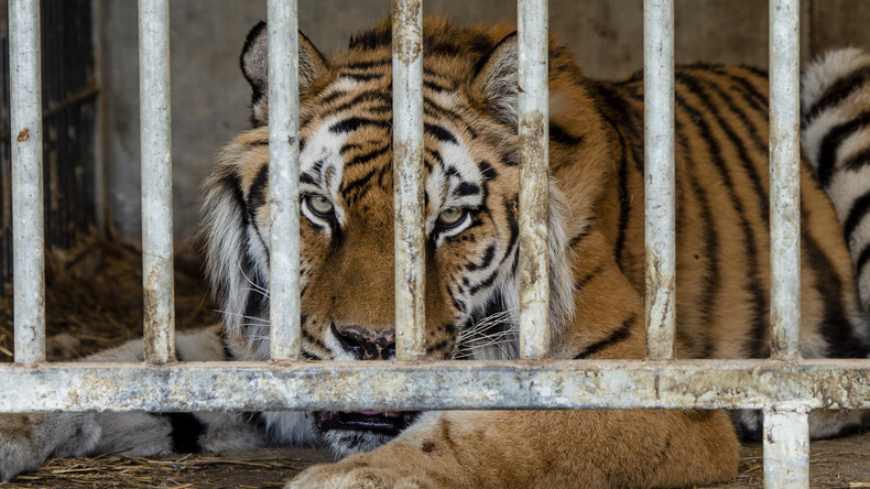 Tiger und Löwe aus Gehege in Tschechien ausgebrochen