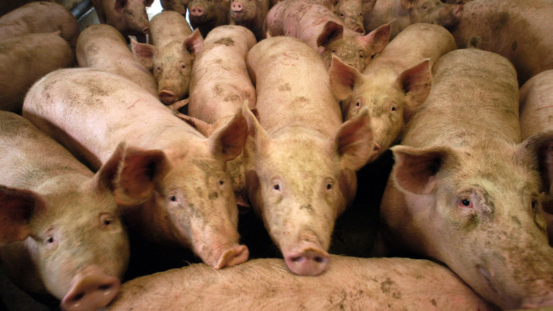 Tierschützer rettet Schwein vom Bauernhof und wird bestraft