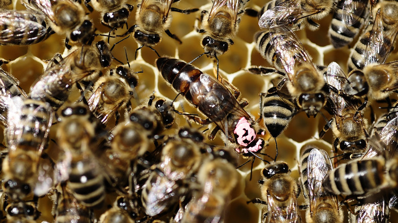 Horrorattacke: Riesiger Bienenschwarm sticht Putzfrau über 200 Mal