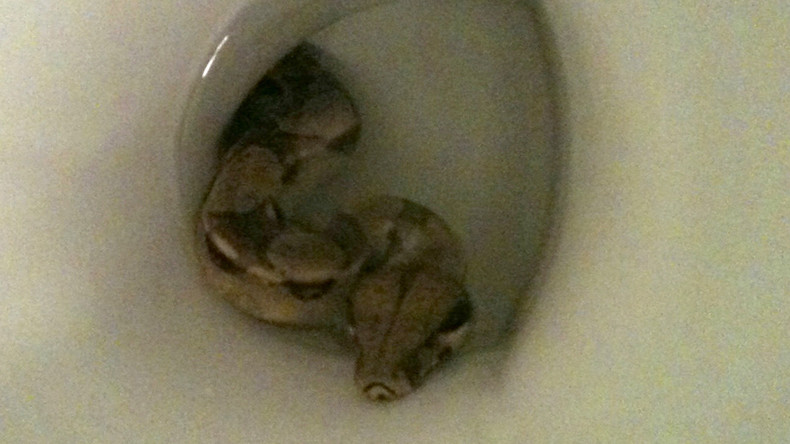 US-Amerikaner findet Schlange in Toilettenschüssel