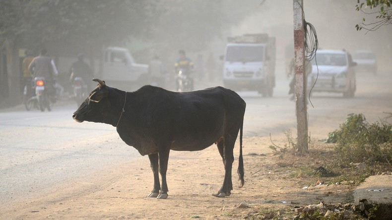Indien: Mob tötet Muslim wegen angeblichen Schmuggels heiliger Kühe