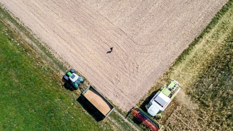 Ernteausfälle und Notschlachtungen: Trockenheit belastet deutsche Bauern