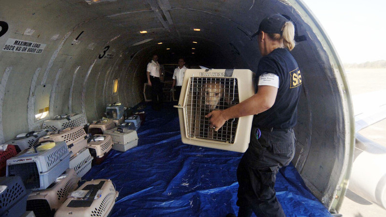In 4.000 Metern Höhe: Hund öffnet Frachtluke von Passagierjet