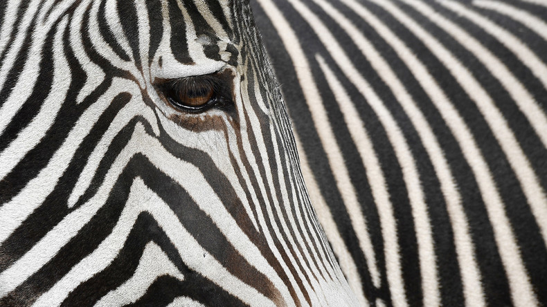 Nah dran: Mitarbeiter von Kairo Zoo malen Esel an und geben sie für Zebras aus 