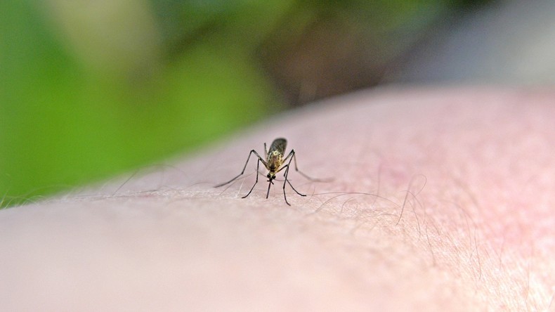 Mücken raus! Französischer Bürgermeister verbannt Stechinsekten per Dekret aus Gemeinde