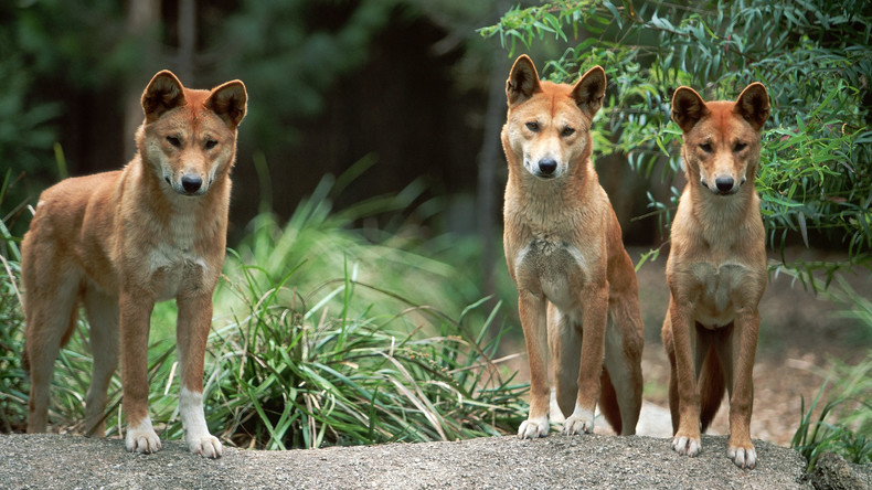 Jagd auf Menschen: Drei Dingos locken Australierin in Falle und greifen sie an