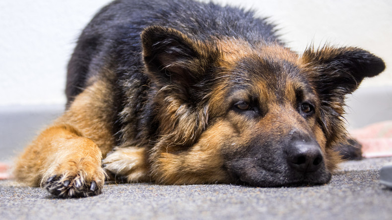 Italien: Unbekannte vergiften Rettungshund, der zahlreiche Menschen nach Erdbeben fand