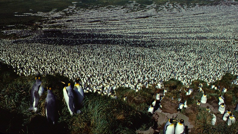 Einst größte Kolonie von Königspinguinen in 35 Jahren um mehr als das Achtfache geschrumpft