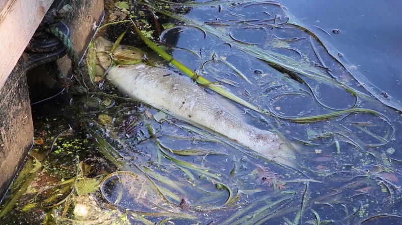 Deutschland: Sechs Tonnen Fische in Hamburger Gewässern wegen hoher Temperaturen tot aufgefunden 