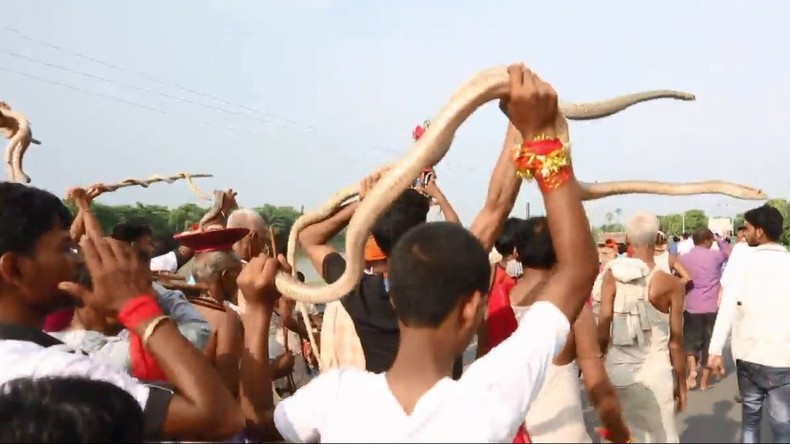 Hindu-Festival: 2.000 Schlangen werden für Devotees-Parade durch Samastipur getragen 