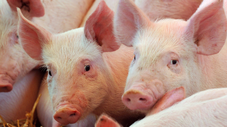 Im Labor gezüchtete Lungen erfolgreich in Schweine transplantiert