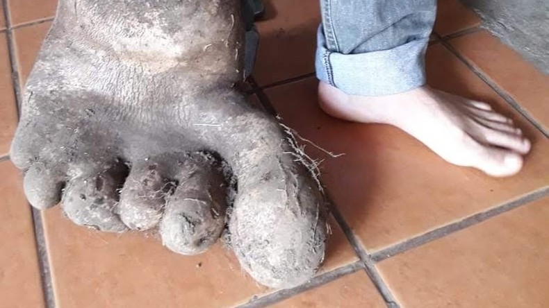 Kleine Kartoffelpflanze auf großem Fuß: Brasilianische Familie entdeckt Riesenknolle mit sechs Zehen