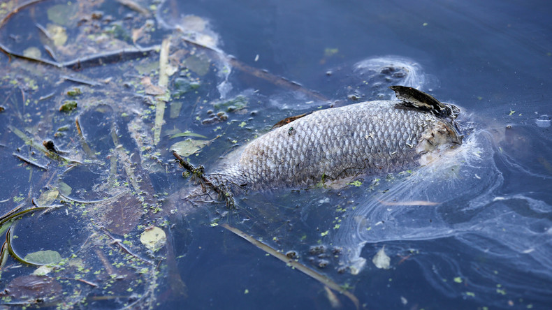 Sauerstoffmangel: 20 Tonnen verendete Fische aus Münsters Aasee entfernt