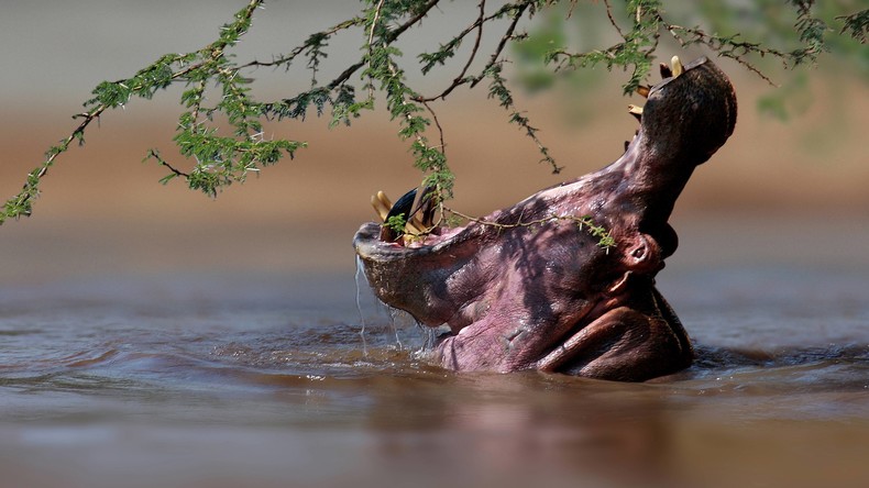 Nilpferd tötet Tourist beim Fotografieren am See in Kenia