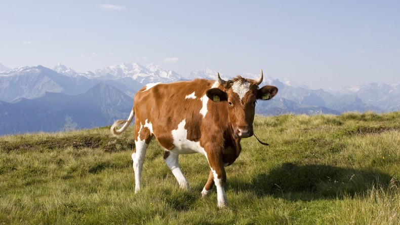 Das Dilemma mit der Kuh: Schweizer Kühe werden zu schwer und zu groß