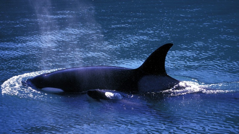 Mutterinstinkt: Orca-Mutter trennt sich erst nach 17 Tagen von ihrem toten Kalb 