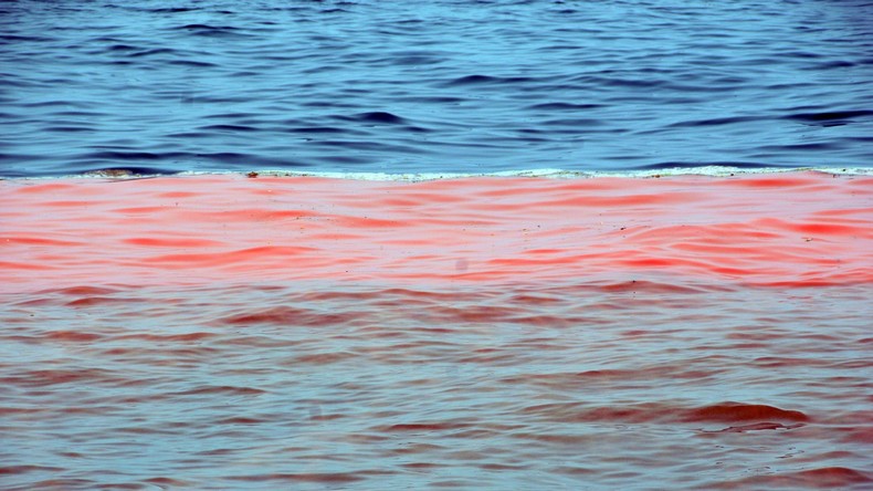 Blutrotes Meer: Florida verhängt Ausnahmezustand wegen Flut roter Algen und toter Fische