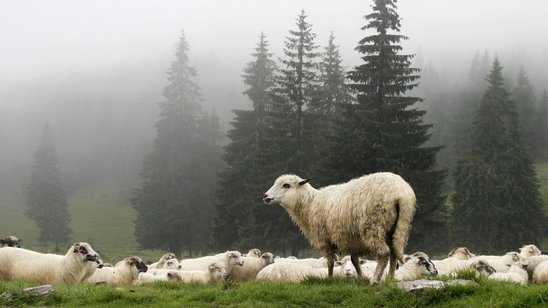 Nordirland: Schaf stürzt auf Teenager und knockt ihn aus