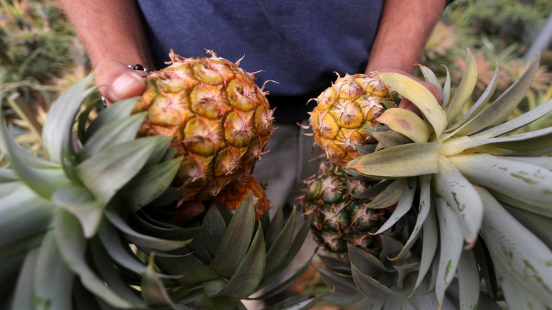 Gefüllte Ananas aus Drogenküche: Spanische Polizei beschlagnahmt 67 Kilo Kokain