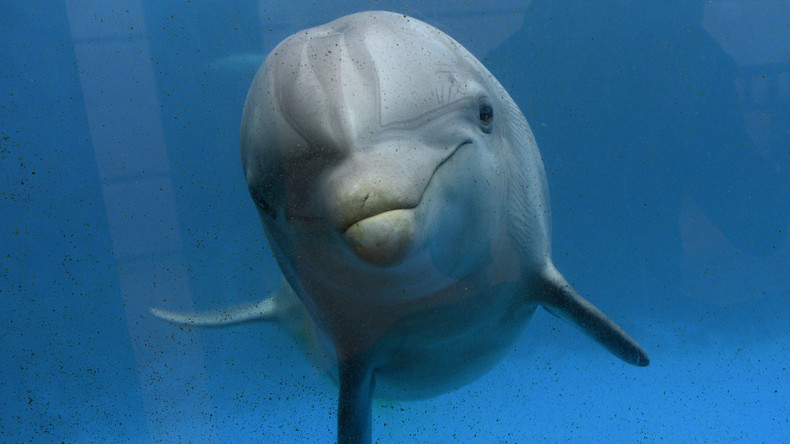Liebestoller Delfin: Bretagne verhängt Badeverbot nach aggressiven Flirtversuchen von Meeressäuger