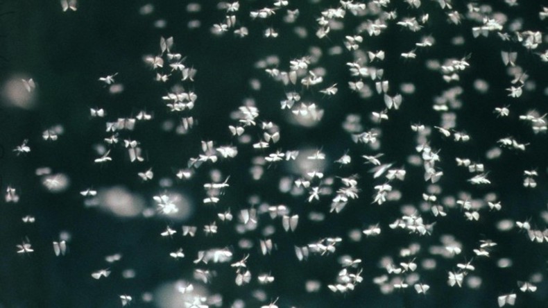 "Aller Staub der Erde ward zu Mücken": Insektenplage sucht Küstenstadt in Südrussland heim