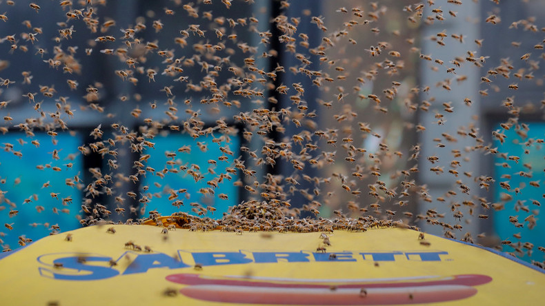 Bienen-Invasion: Tausende Insekten belagern Hotdog-Stand in New York 