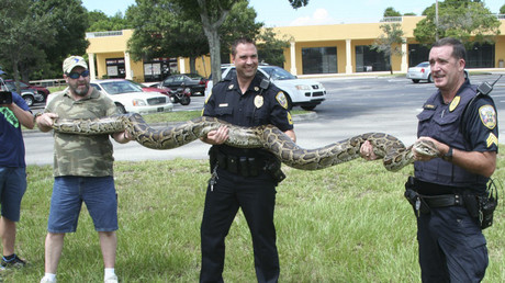 Nahrungskette für Fortgeschrittene: Nigerianer holen Ziege aus Python-Bauch und essen die Schlange