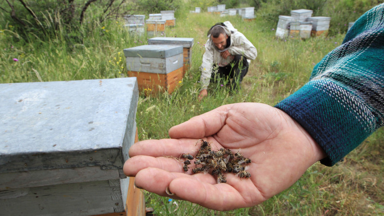 Frankreich verbietet "Bienenkiller"