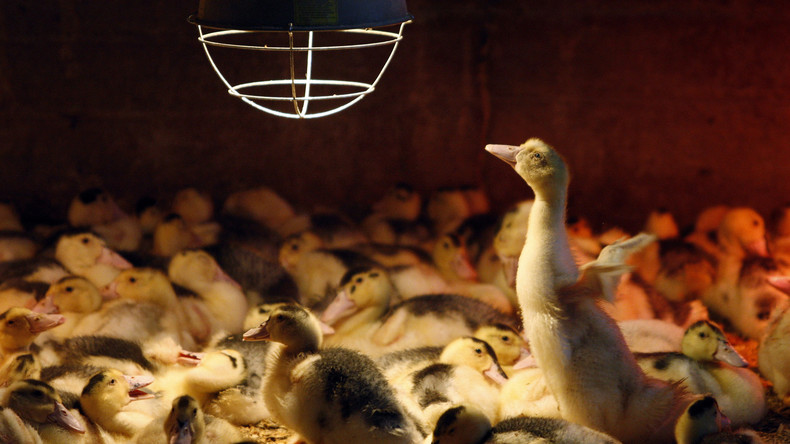 Experten weisen Vogelgrippe auf Geflügelhof in Wismar nach