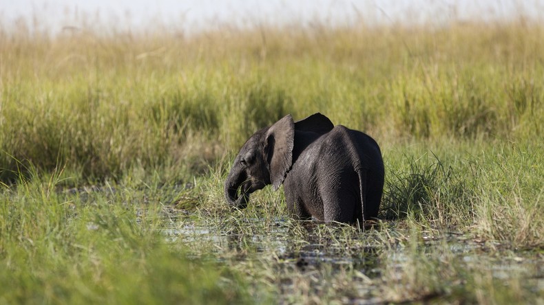 Jagdsaison offen: Rekordverdächtige 87 Elefanten in Botswana von Wilderern erlegt