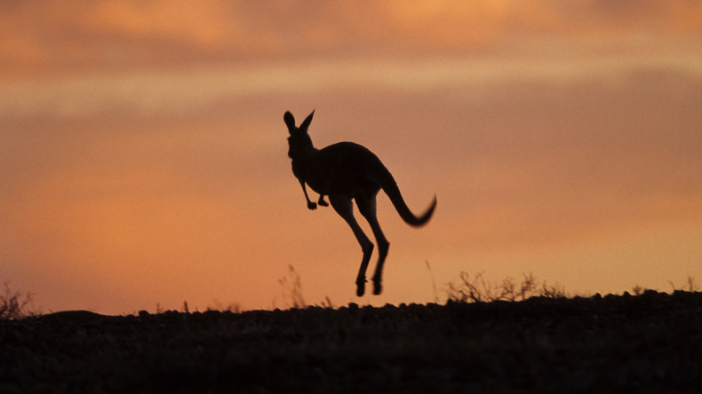 Austria oder Australia: Känguru auch in Österreich gesichtet