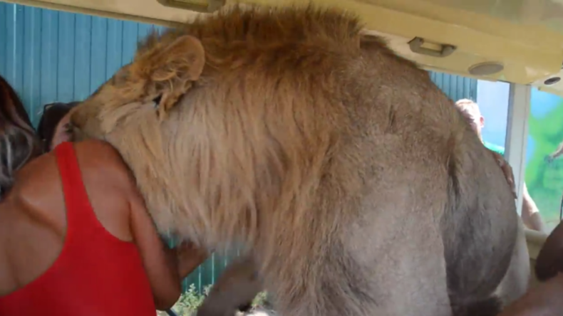 Safaripark in Russland: Löwe klettert in Touristenfahrzeug und will nur eines